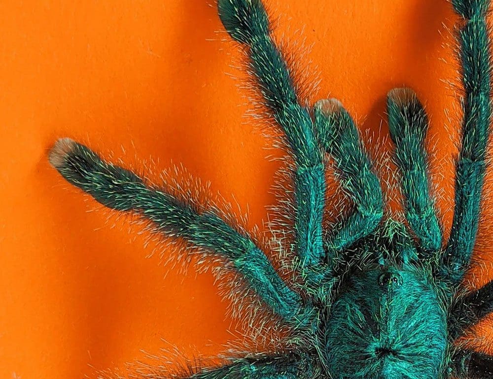 preventive pest control header - JLB, Best Web Design and Web Development Company in Nashville, Brentwood, and Franklin