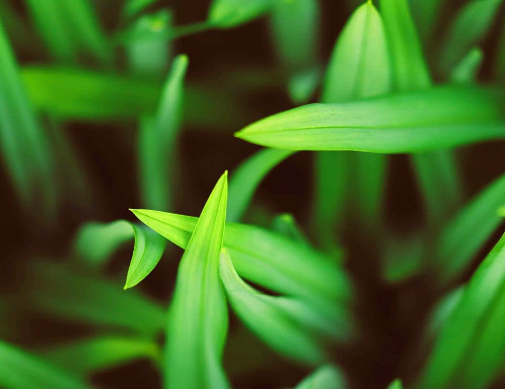 infinity landscape services header image for website design portfolio of the best web design company in brentwood tn near franklin and nashville